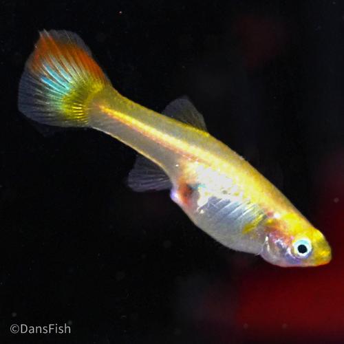 Sunset Guppy, Male