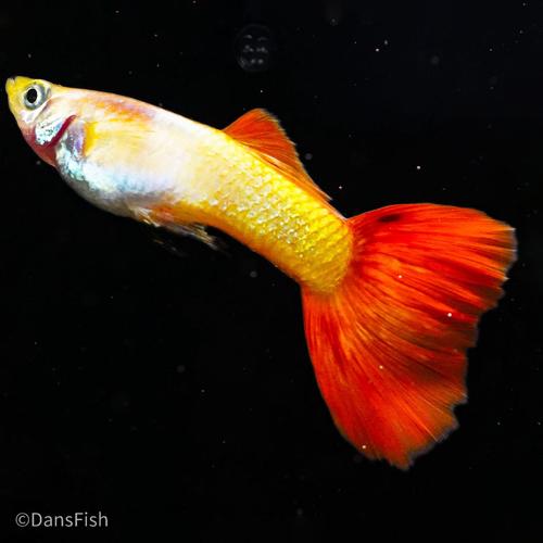 Sunset Guppy, Male