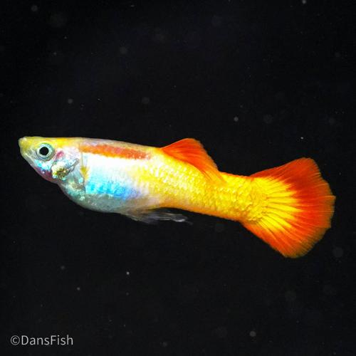 Sunset Guppy, Male