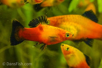 Sunset Wag Platy