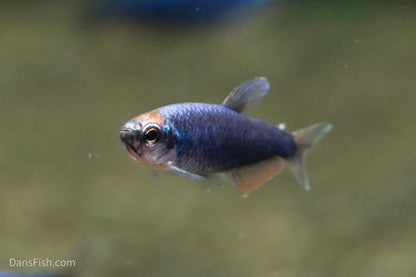 Super Blue Emperor Kerri Tetra