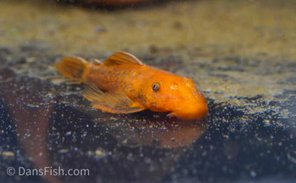 Super Red Bushynose Pleco