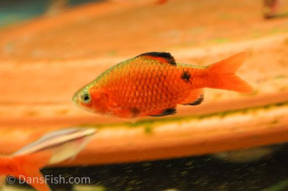 Super Red Rosy Barb