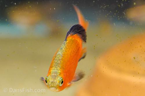 Super Red Rosy Barb