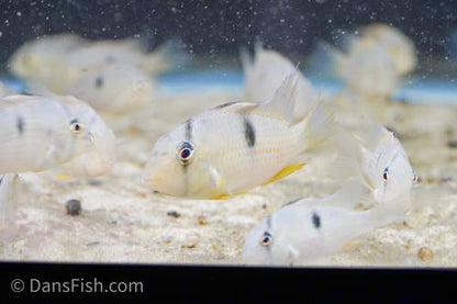 Suriname Red Spot Cichlid