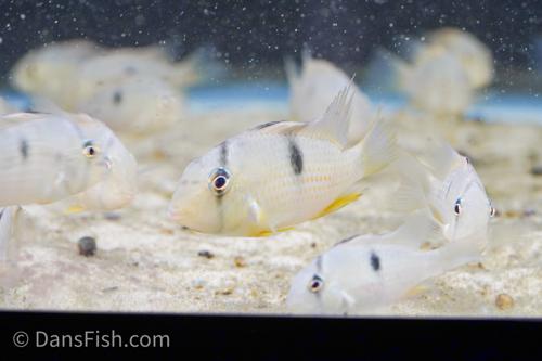 Suriname Red Spot Cichlid