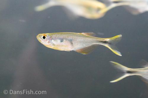 Swordtail Tetra