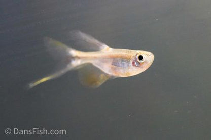 Swordtail Tetra
