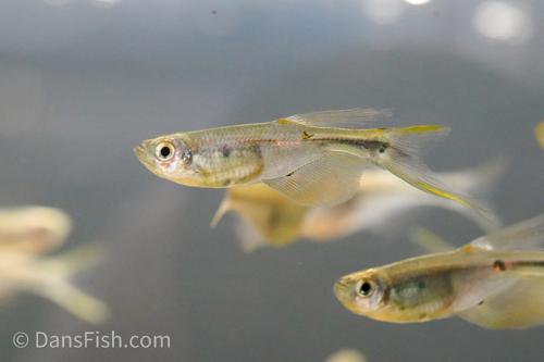 Swordtail Tetra