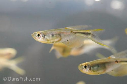 Swordtail Tetra