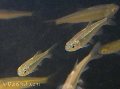 Taiwan Hill Trout