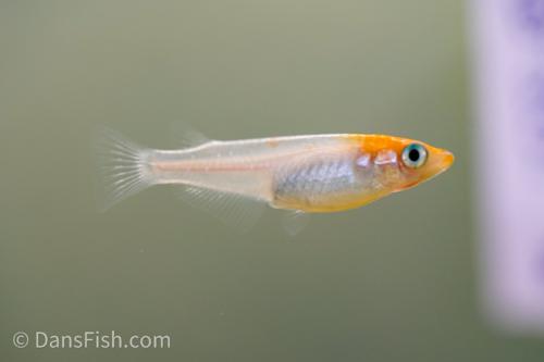 Tancho Medaka Ricefish