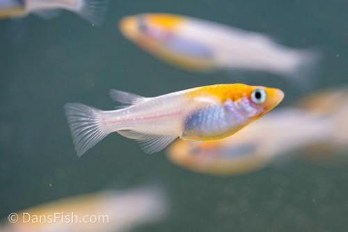 Tancho Medaka Ricefish