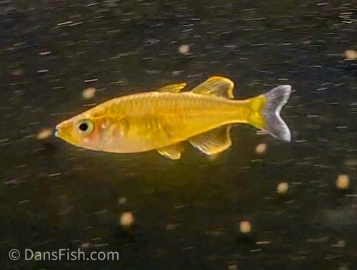 Telmatherina Celebes Red 'Nuha Village'