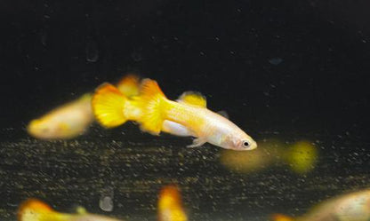 Sunset Guppy, Male