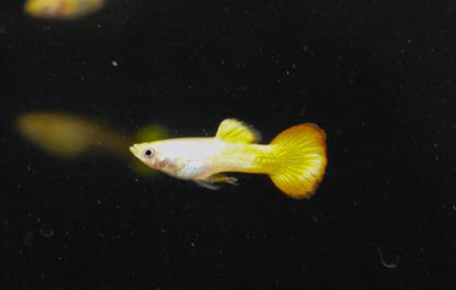 Sunset Guppy, Male