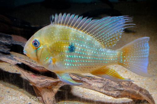 Threadfin Acara