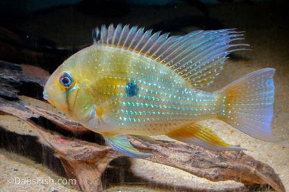 Threadfin Acara