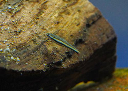 Three Lined Pencilfish 'Rio Nanay'