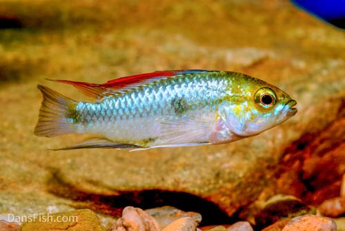 Three Stripe Apisto, Female