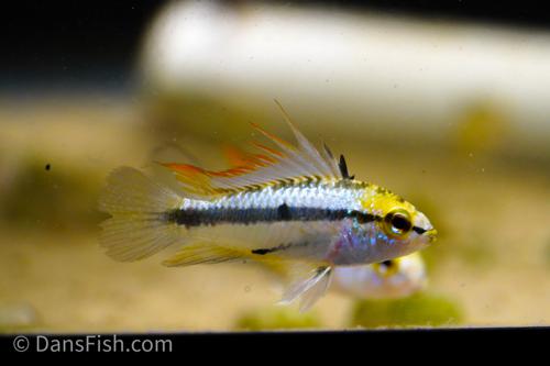 Three Stripe Apisto, Female