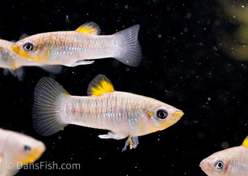 Tiburon Limia, Male