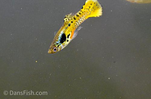 Tiger Guppy, Pair (1M1F)