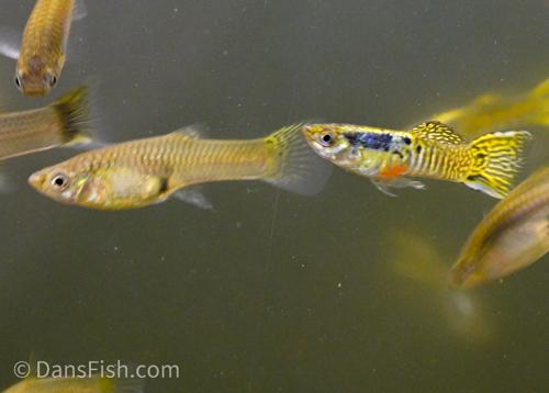 Tiger Guppy, Pair (1M1F)