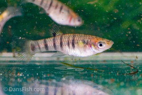 Tiger Limia, Pair (1M1F)