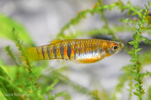 Tiger Teddy Livebearer, Pair (1M1F)