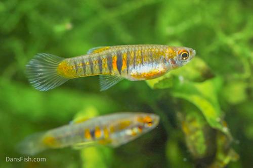 Tiger Teddy Livebearer, Pair (1M1F)