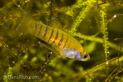 Tiger Teddy Livebearer, Pair (1M1F)