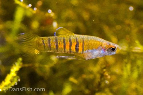 Tiger Teddy Livebearer, Pair (1M1F)