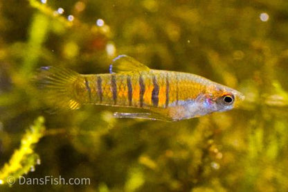 Tiger Teddy Livebearer, Pair (1M1F)