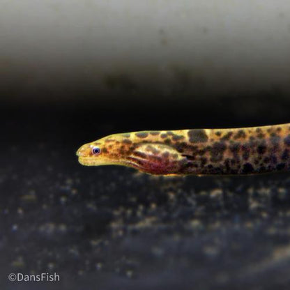 True Freshwater Tiger Moray Eel