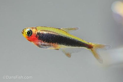 Tucano Tetra