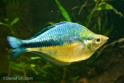 Turquoise Rainbowfish