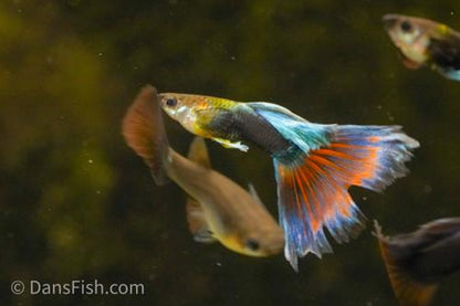 Tuxedo Delta Tail Guppy, Pair (1M1F)