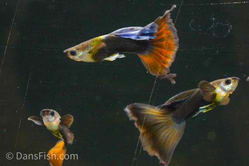Tuxedo Delta Tail Guppy, Pair (1M1F)