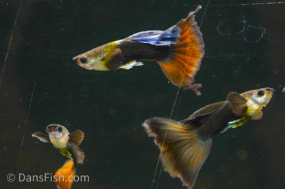 Tuxedo Delta Tail Guppy, Pair (1M1F)