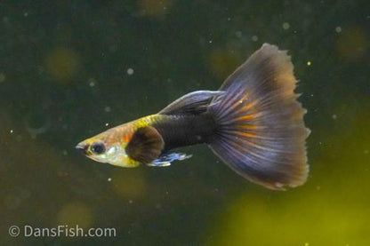 Tuxedo Delta Tail Guppy, Pair (1M1F)