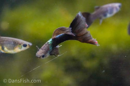 Tuxedo Delta Tail Guppy, Pair (1M1F)