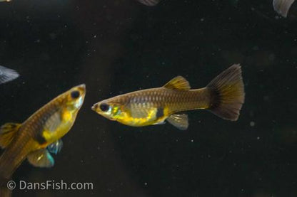 Tuxedo Delta Tail Guppy, Pair (1M1F)