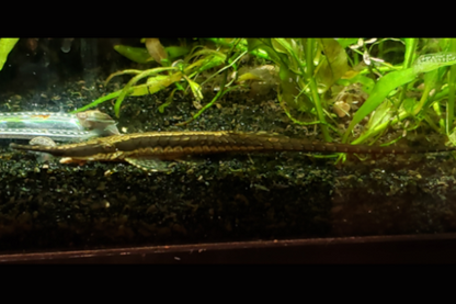 Twig Catfish