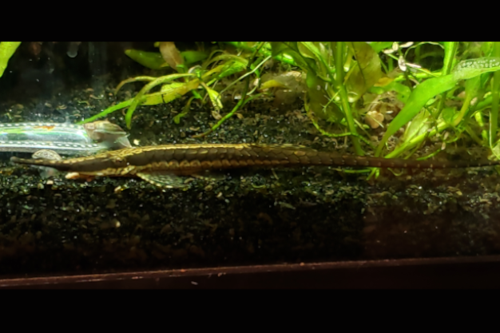 Twig Catfish