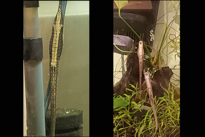 Twig Catfish