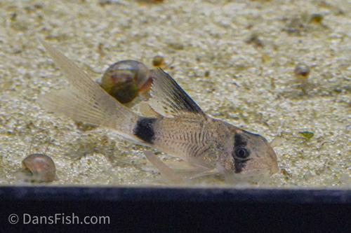 Veiltail Panda Cory