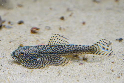 Gold Ring Hillstream Loach