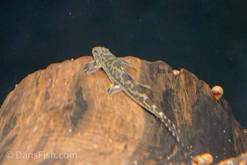 Vietnamese Lizard Hillstream Loach