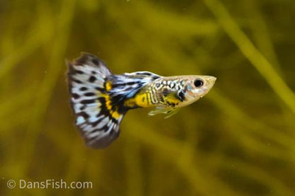 Violet Blue Cobra Guppy, Breeding Group  (1M4F)